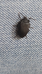 Penthe pimelia