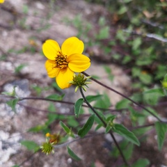 Sclerocarpus uniserialis