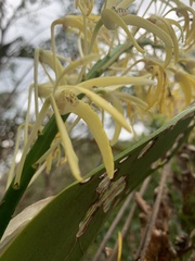 Dendrobium speciosum