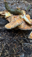 Laetiporus conifericola