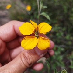 Sclerocarpus uniserialis