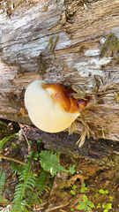 Ganoderma
