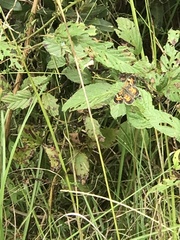 Phyciodes phaon