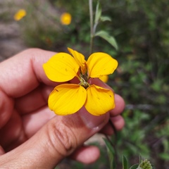 Sclerocarpus uniserialis