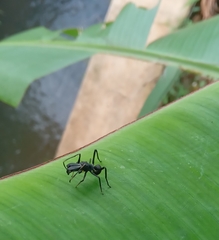 Arthropoda
