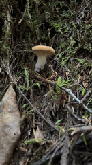 Hydnum repandum