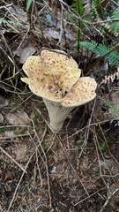 Turbinellus floccosus