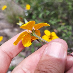 Sclerocarpus uniserialis