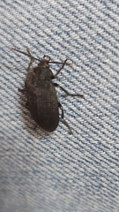 Penthe pimelia