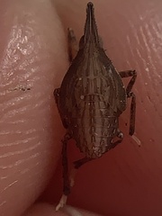 Rhynchomitra