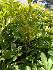 Christella acuminata
