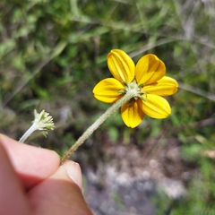 Sclerocarpus uniserialis
