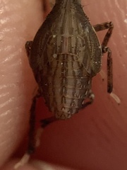 Rhynchomitra