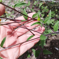 Sclerocarpus uniserialis