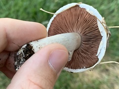 Agaricus campestris