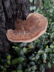 Inocutis ludoviciana