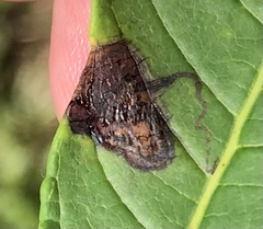 Stigmella intermedia