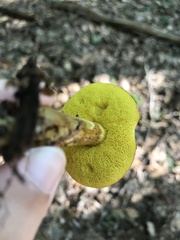 Aureoboletus