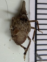 Rhynchomitra
