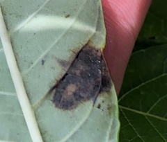 Stigmella intermedia