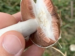 Agaricus campestris
