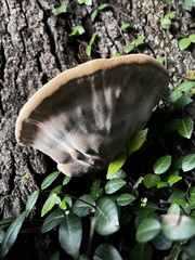 Inocutis ludoviciana