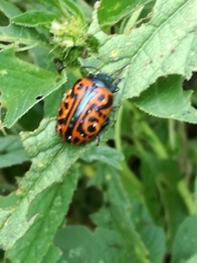 Calligrapha mexicana