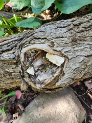 Rigidoporus populinus