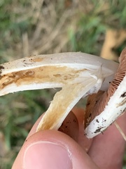 Agaricus campestris
