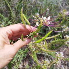Polanisia dodecandra