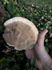 Inocutis ludoviciana
