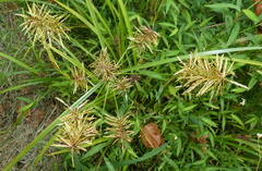 Cyperus erythrorhizos