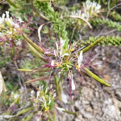 Polanisia dodecandra