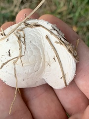 Agaricus campestris