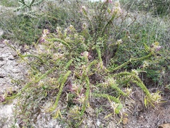 Polanisia dodecandra