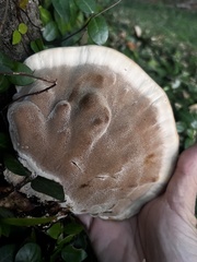 Inocutis ludoviciana