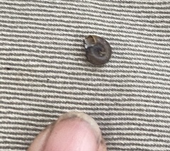 Planorbella trivolvis