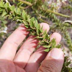 Polanisia dodecandra
