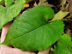 Eurybia schreberi