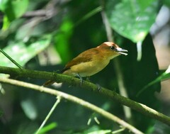 Pachyramphus cinnamomeus