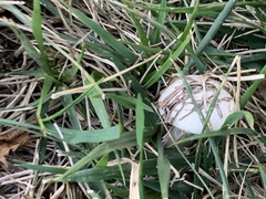 Agaricus campestris