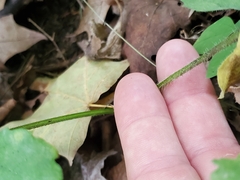 Eurybia schreberi