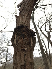 Neonectria ditissima