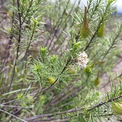 Asclepias linaria