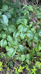 Toxicodendron rydbergii