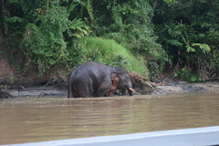 Elephas maximus borneensis