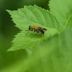 Pterallastes thoracicus