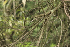 Acronyctodes mexicanaria