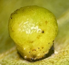 Caryomyia caryae