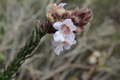 Hemiphora bartlingii